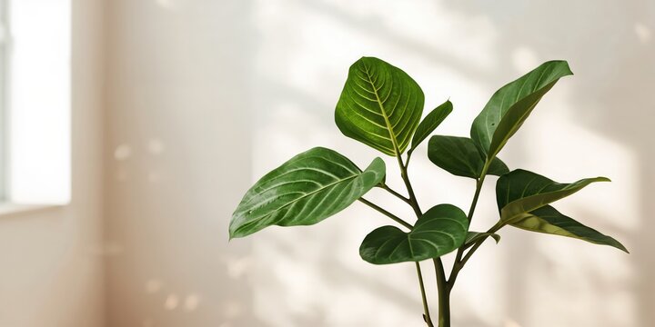 A fiddle leaf fig tree with new leaves emerging, seasonal growth patterns, Earth Day