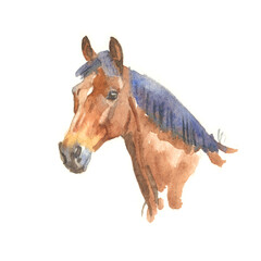Bay horse head portrait, watercolour illustration