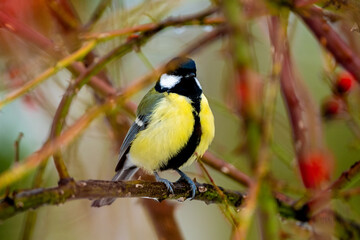 Fototapeta premium Great Tit Sitting On A Rosehip Bush Branch