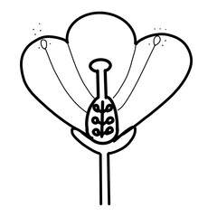 Flower structure Floral Natural hand drawn flora beautiful organic line
