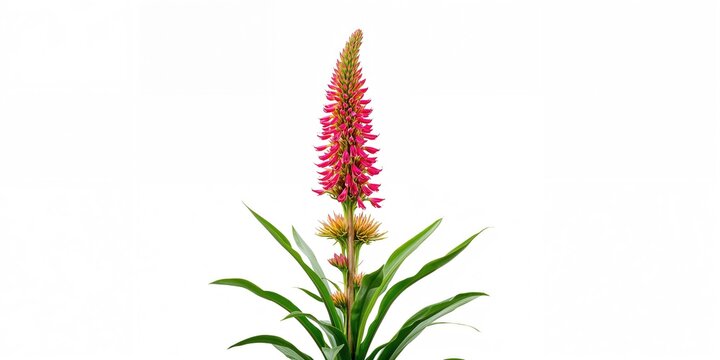 Candelilla plant with tall slipper spurge bloom on white background used for botanical illustration, World Plant Day