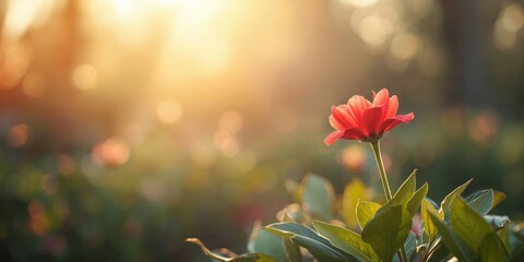Obraz premium Morning sunlight on red flower, nature scene with leaves, springtime garden, World Flower Day