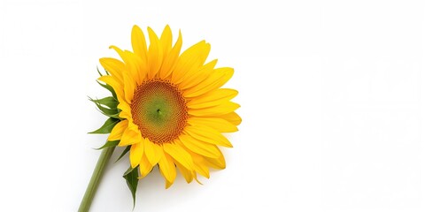 Obraz premium Large yellow flower isolated on white background used as a visual element for floral design, natural textures and color emphasis