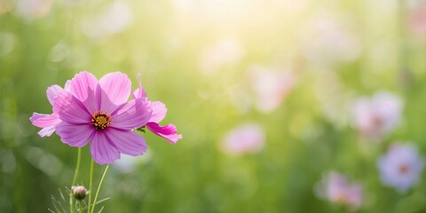 Close-up of cosmos flower with white petals in a spring landscape, suitable as a floral background for text or design, Earth Day