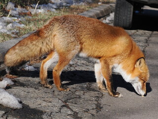冬毛でモフモフのキタキツネ