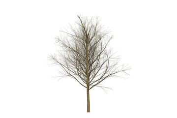 Fototapeta premium Single leafless tree standing alone on a white background