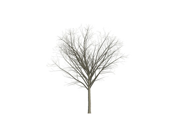 Isolated green tree on a white background