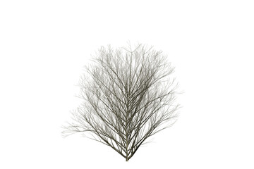 Obraz premium Leafless winter tree isolated on a white background