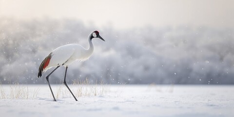Fototapeta premium Red-crowned crane in natural habitat, highlighting the importance of seasonal bird migration protection