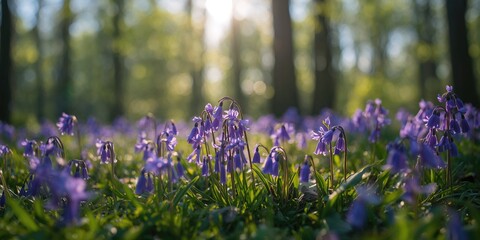 Naklejka premium Detail of violet-blue bluebell flowers during spring, emphasizing natural plant development