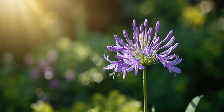 Agapanthus flower, its role as a vibrant garden border plant, African lily, Nowruz