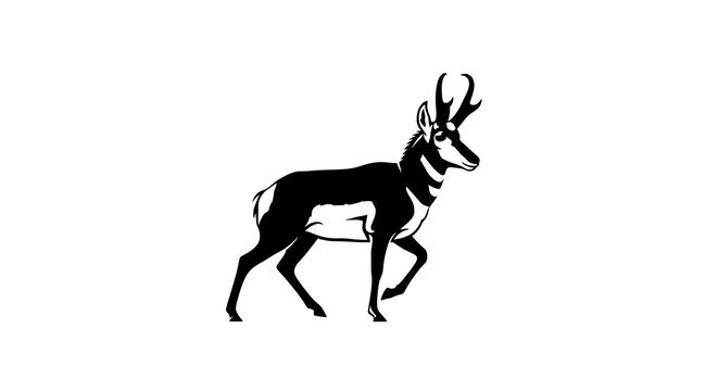 Elegant Pronghorn Antelope Silhouette on White Background.