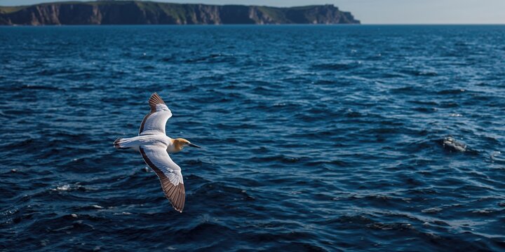 Northern Gannet flying with spread wings over dark blue sea, wildlife, bird migration season