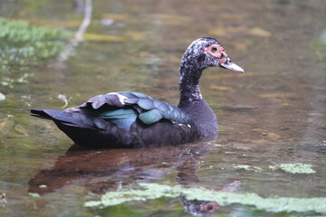The Muscovy duck (Cairina moschata) is a large duck native to the Americas, from the Rio Grande Valley of Texas and Mexico south to Argentina and Uruguay. Fortaleza - Ceara, Brazil.