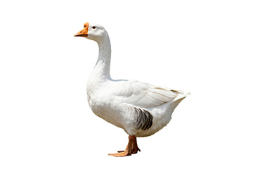 Obraz premium A white goose with an orange beak standing on a plain background