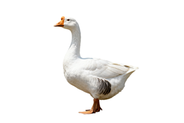 A white goose with an orange beak standing on a plain background