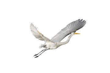 Great Egret (Ardea alba) Photo, in Flight on a Transparent Isolated PNG Background