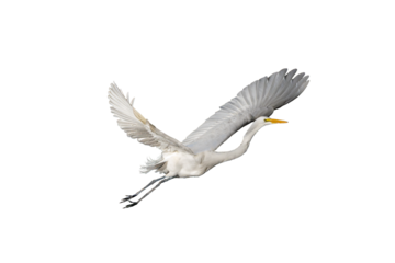 Great Egret (Ardea alba) Photo, in Flight on a Transparent Isolated PNG Background