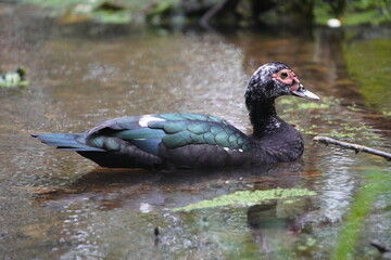The Muscovy duck (Cairina moschata) is a large duck native to the Americas, from the Rio Grande Valley of Texas and Mexico south to Argentina and Uruguay. Fortaleza - Ceara, Brazil.