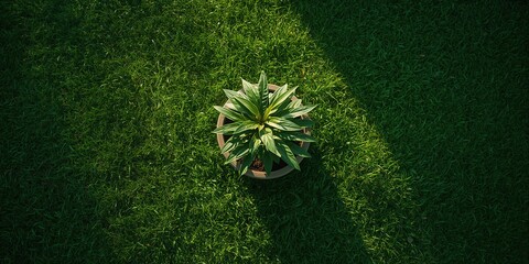 A vibrant grass setting with a potted plant, highlighting plant health and sustainability, World Environment Day