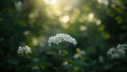 White hydrangea blooms in a garden setting, their role as ornamental plants with prominent inflorescences