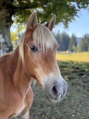 Naklejka premium Brown horse portrait with soft natural light in countryside