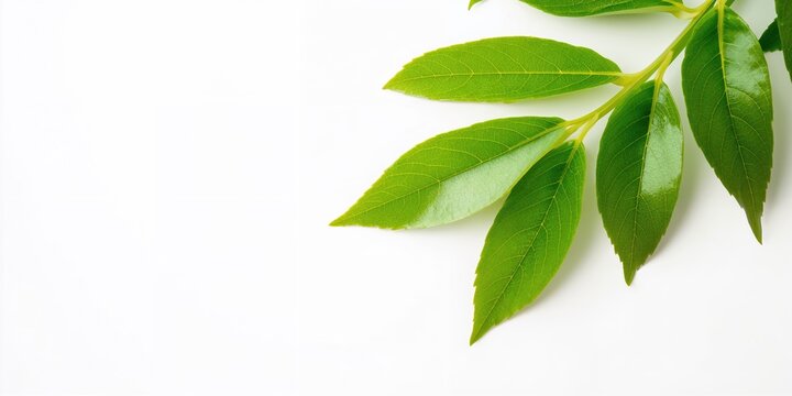 Green guava leaves arranged on a white background, suitable for background or layout design, World Environment Day