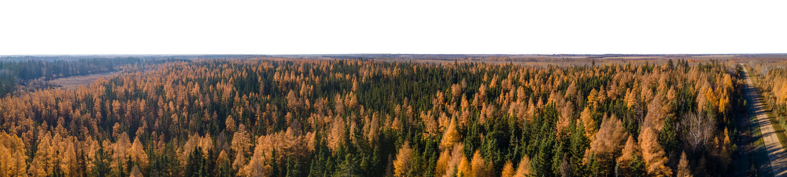 Panorama looking down on a green spruce forest with scattered golden larch tamarack trees with a transparent sky