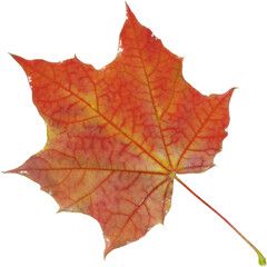 Natural maple leaf isolated on white