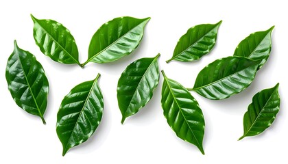 Glossy, bright green leaves scattered on a white background, each with distinct veins and slightly curved shapes