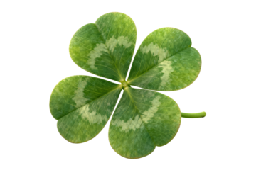 Four - leaf clover with green leaves and white patterns