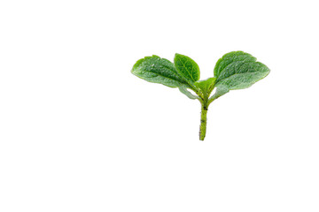 Small green seedling with two leaves emerges from a dark background