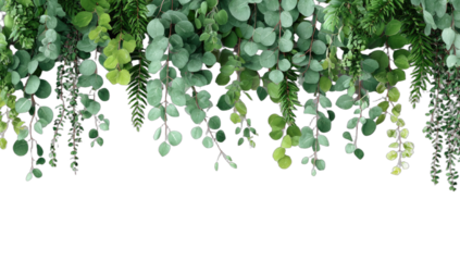 Abundant lush green foliage cascades downwards against a stark black background