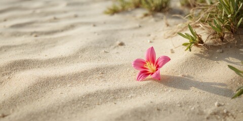 Vibrant Canavalia rosea flower growing on a sandy shoreline, highlighting coastal flora for biodiversity awareness