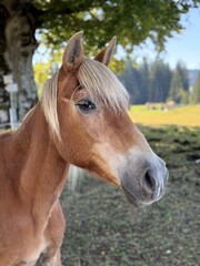 Naklejka premium Chestnut horse looking sideways on a sunny rural meadow