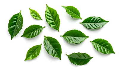 Glossy green leaves are spread across a solid white surface, reflecting light