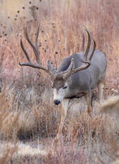 Buck Mule Deer During the Rut in Colorado in Autumn