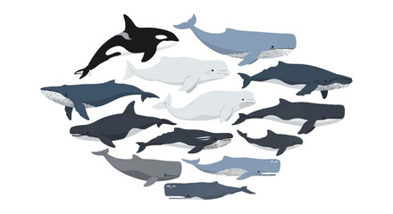 Minimalist flat 2D vector illustration of a diverse whale species bundle featuring cartoon marine mammals like the majestic blue whale, orca, beluga, humpback, and pilot whale, isolated on white. © Rahmanart