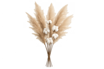 Pampas grass and cotton bouquet creating a boho decorative floral arrangement, natural dried flowers, transparent background