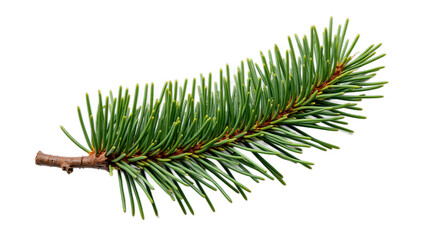Fresh Pine Branch Isolated on White Background Studio Photography HD