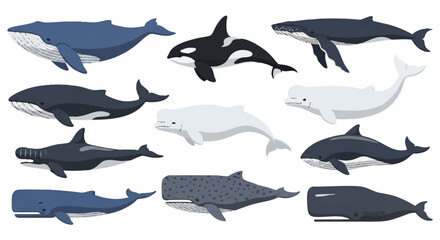 A complete set of iconic ocean whales, featuring the blue whale, orca, humpback, beluga, sperm whale, and gray whale, rendered in a crisp 2D flat illustration style upon a simple white background.