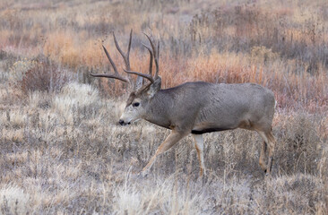 Fototapeta premium Buck Mule Deer During the Rut in Colorado in Autumn