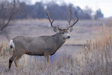 Obraz premium Buck Mule Deer During the Rut in Colorado in Autumn