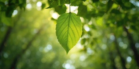 Green leaf texture background used for text layout or editorial header design, Earth Day