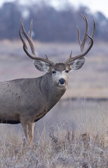 Buck Mule Deer During the Rut in Colorado in Autumn