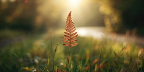 Brown and dried fern leaf on a natural autumn green background used as a background for text or layout, Autumn season