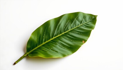 Obraz premium A single large green leaf resting on a white surface. The focus is solely on the leaf, which displays its natural texture and color with a bright green hue