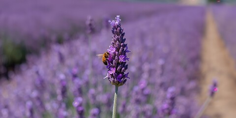 Obraz premium Pollinating bees on lavender in bright sunlight, highlighting natural plant interaction
