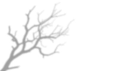 Soft Shadow Overlay of Bare Tree Branches isolated on a transparent background 