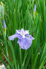 花菖蒲（染谷花菖蒲園）